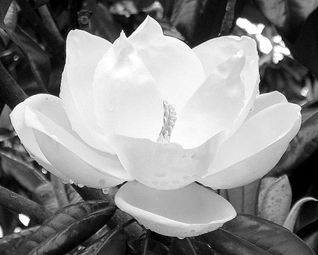magnolia B&W