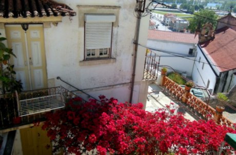 Coimbra, hibiscus